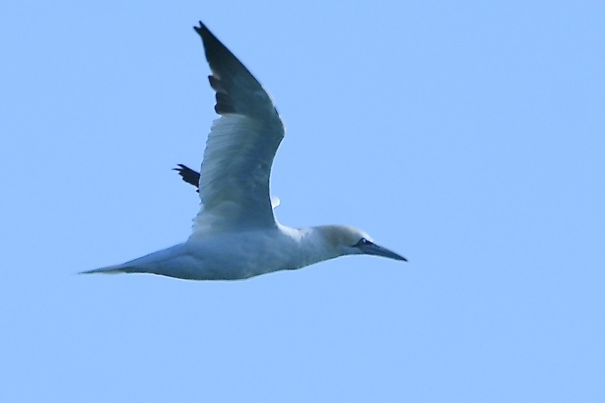 Northern Gannet - ML645301694