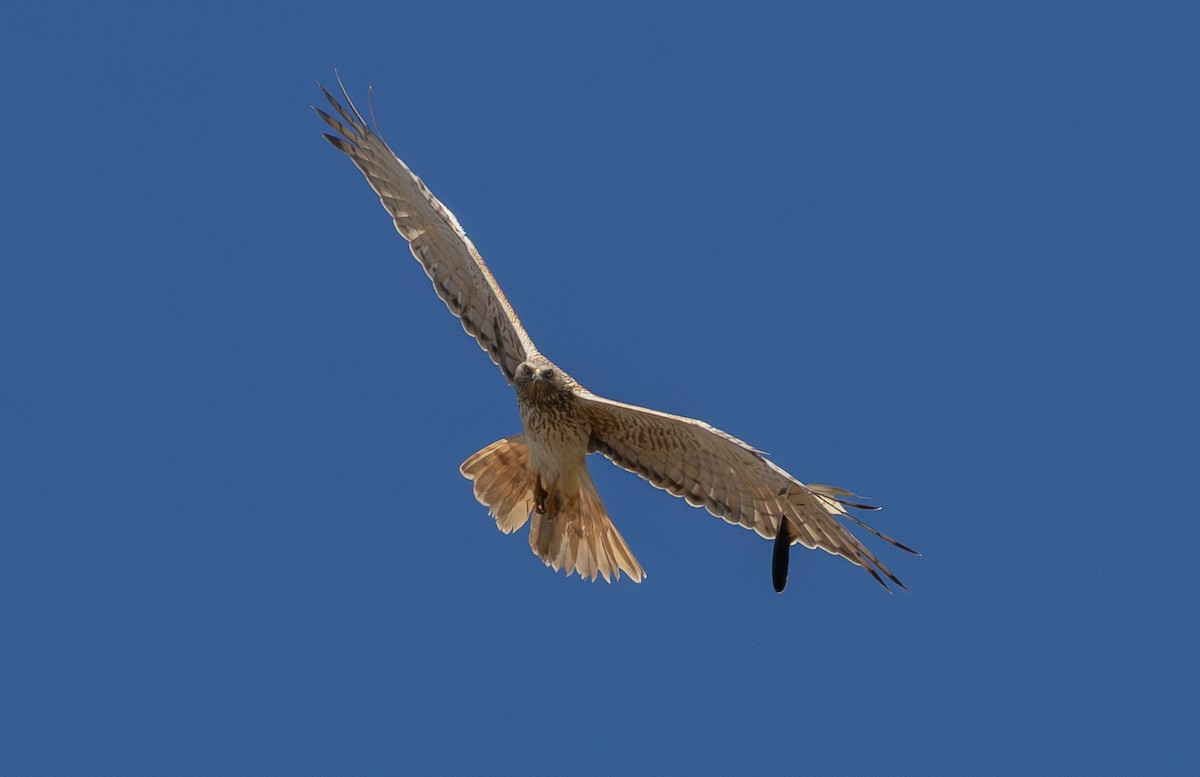 ミナミチュウヒ - ML645301695