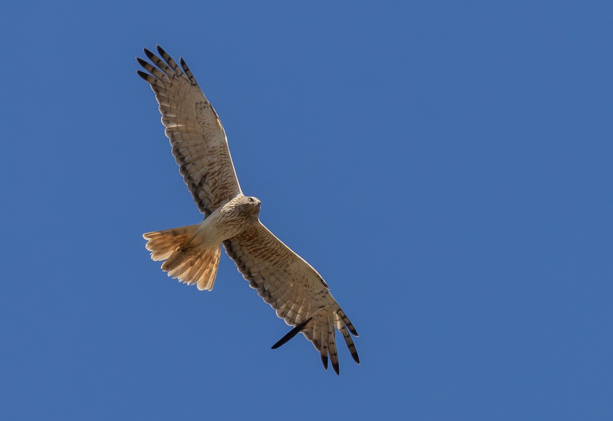 ミナミチュウヒ - ML645301696