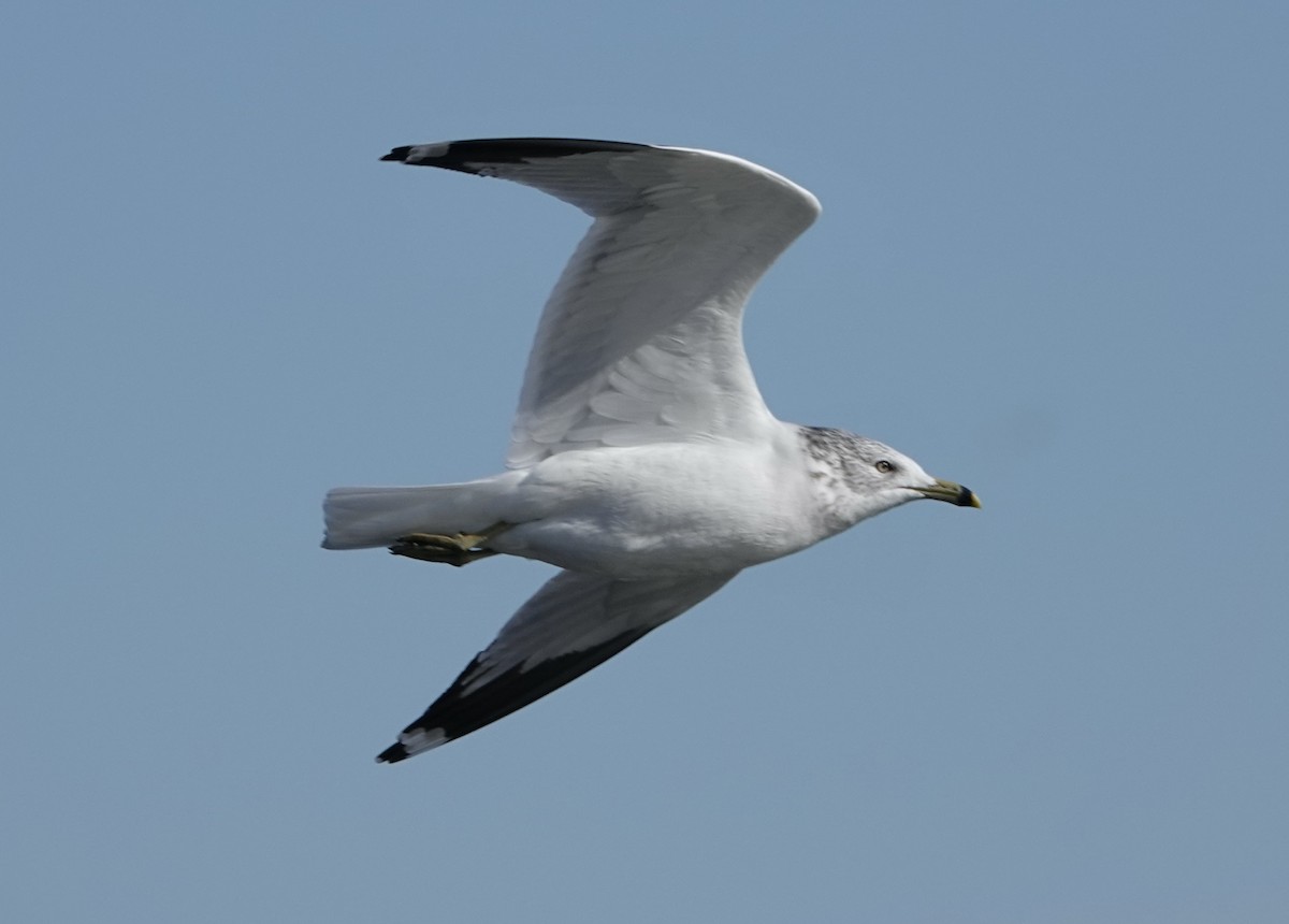 Halkalı Martı - ML645301704