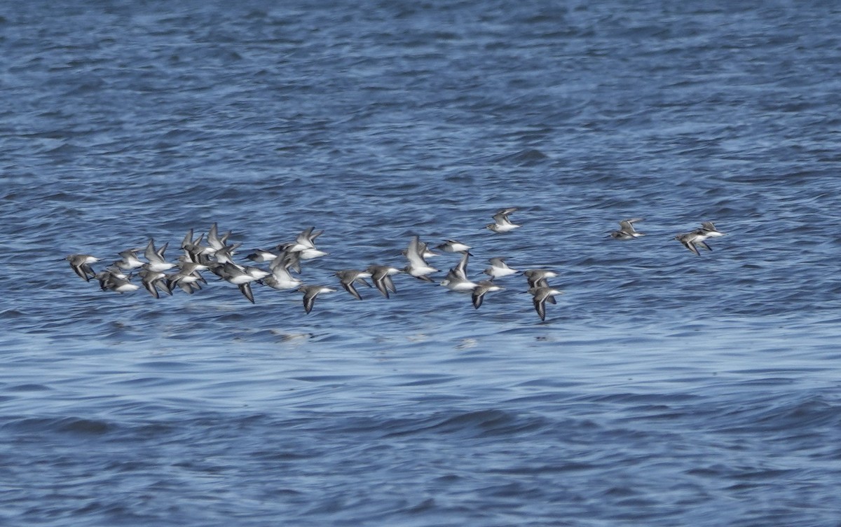 Dunlin - ML645301711