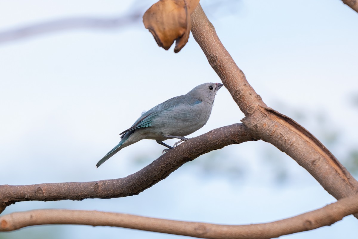 Sayaca Tanager - ML645301714