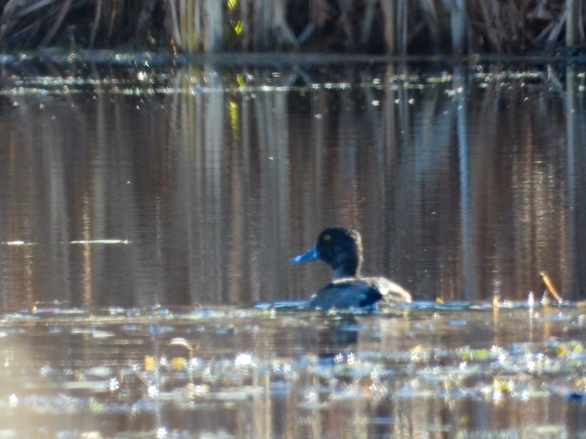 Moretta dal collare - ML645301729