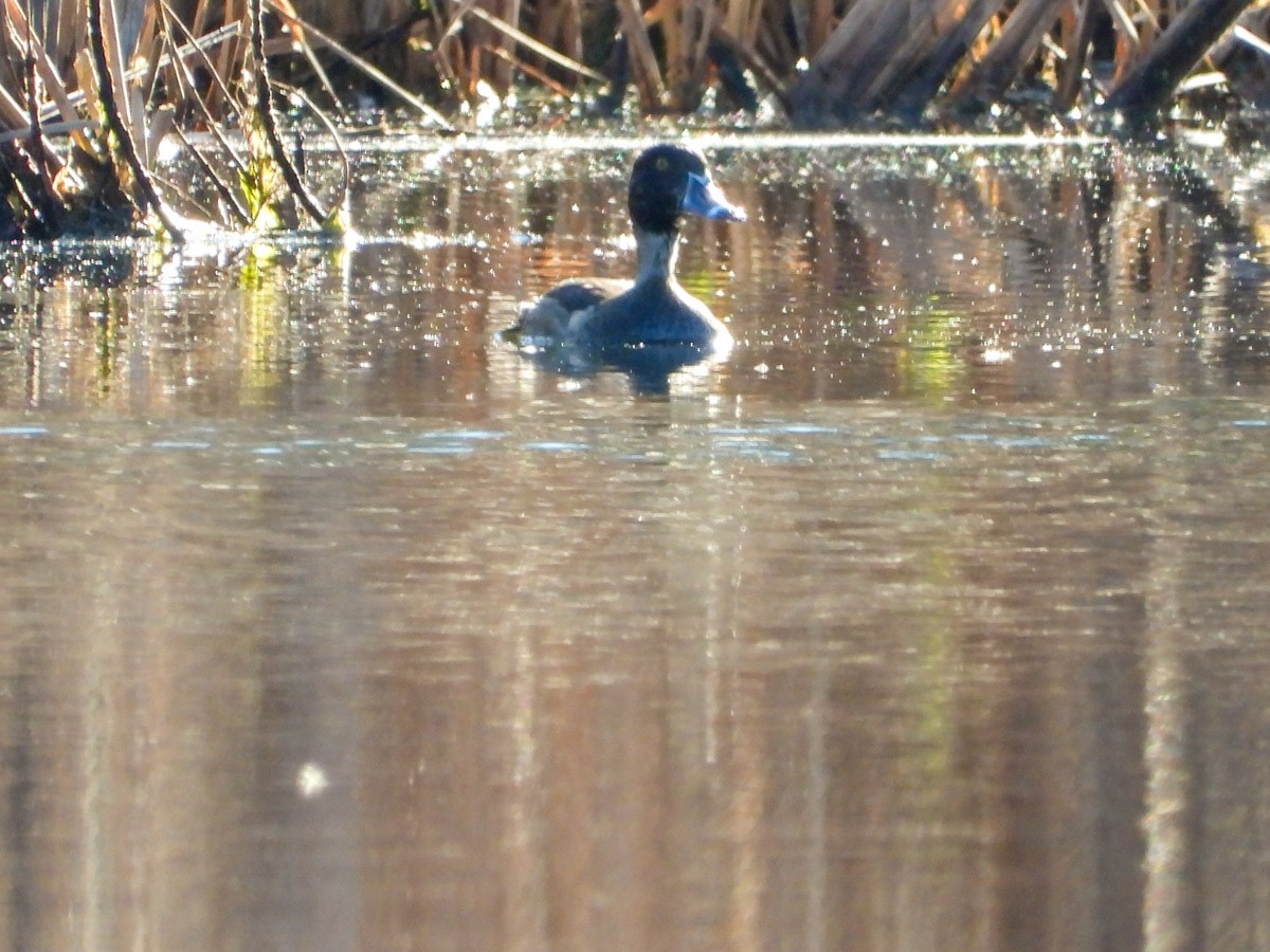 Moretta dal collare - ML645301730