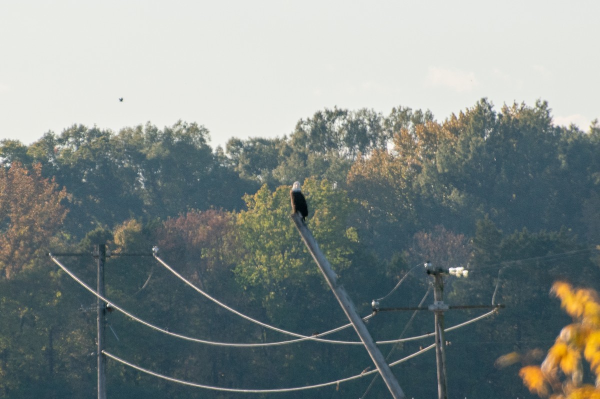 Bald Eagle - ML645301732