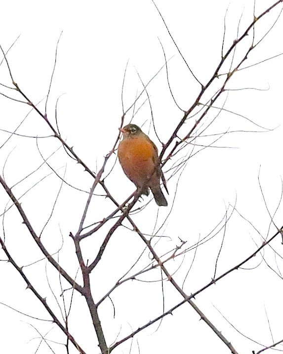 コマツグミ - ML645301737