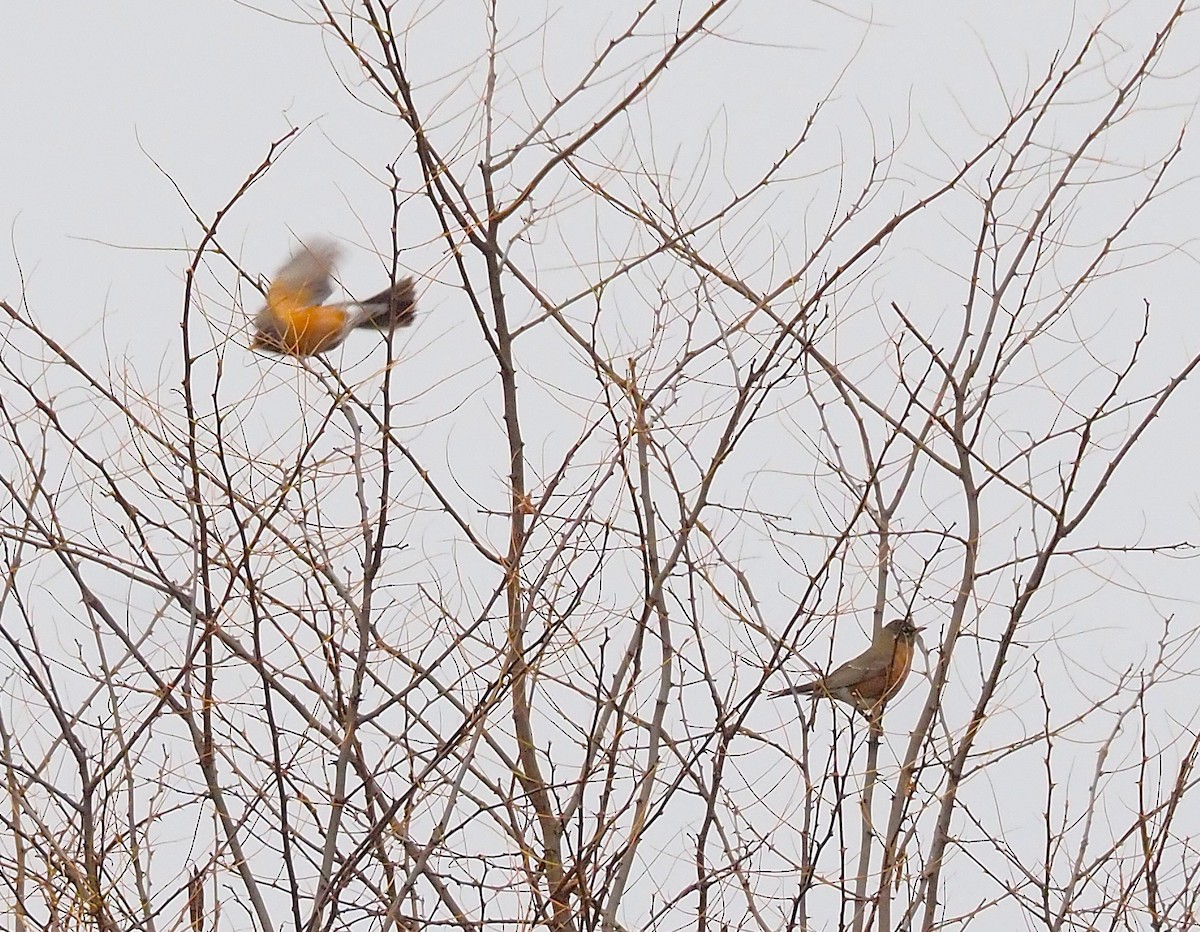 コマツグミ - ML645301738