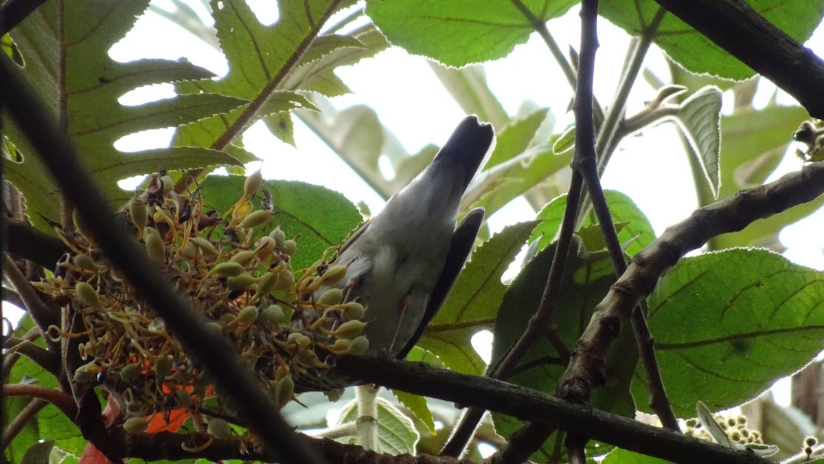 Swainson's Thrush - ML645301739
