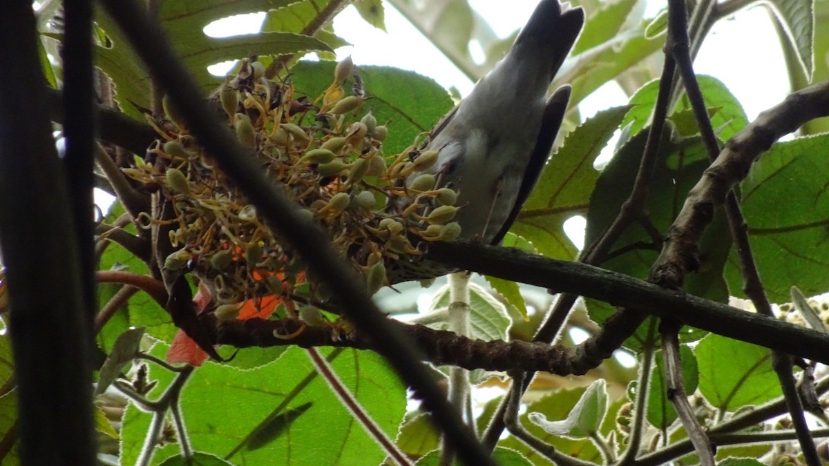 Swainson's Thrush - ML645301740