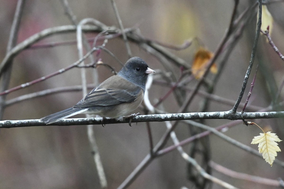 Dark-eyed Junco (Oregon) - ML645301747