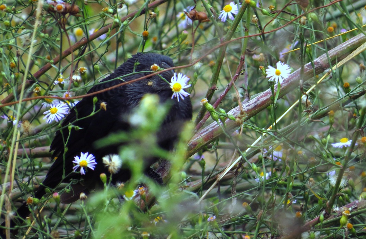 Groove-billed Ani - ML645301749