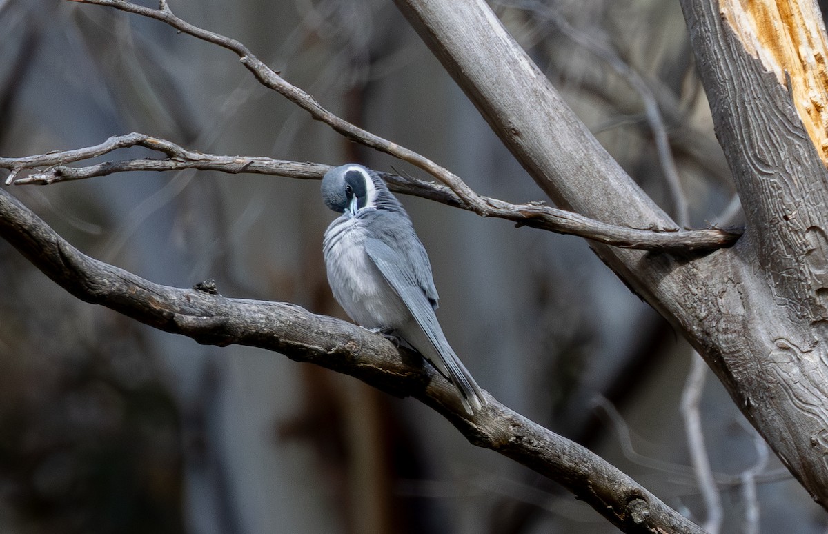 ホオグロモリツバメ - ML645301750