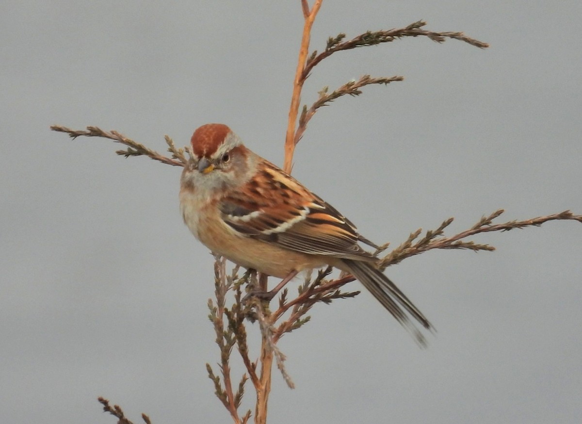 American Tree Sparrow - ML645301769