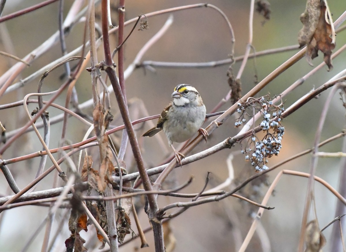 White-throated Sparrow - ML645301773