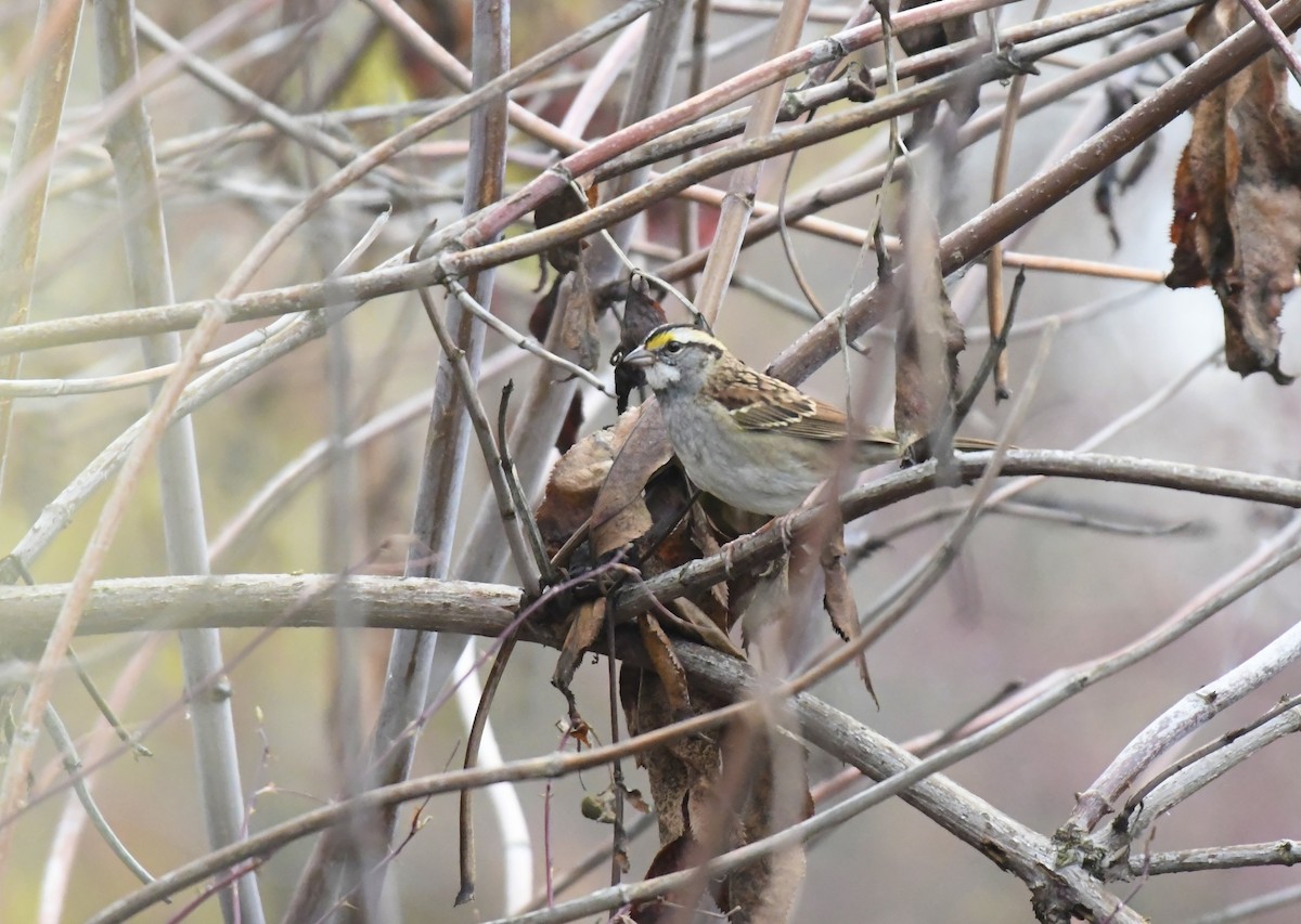 White-throated Sparrow - ML645301774