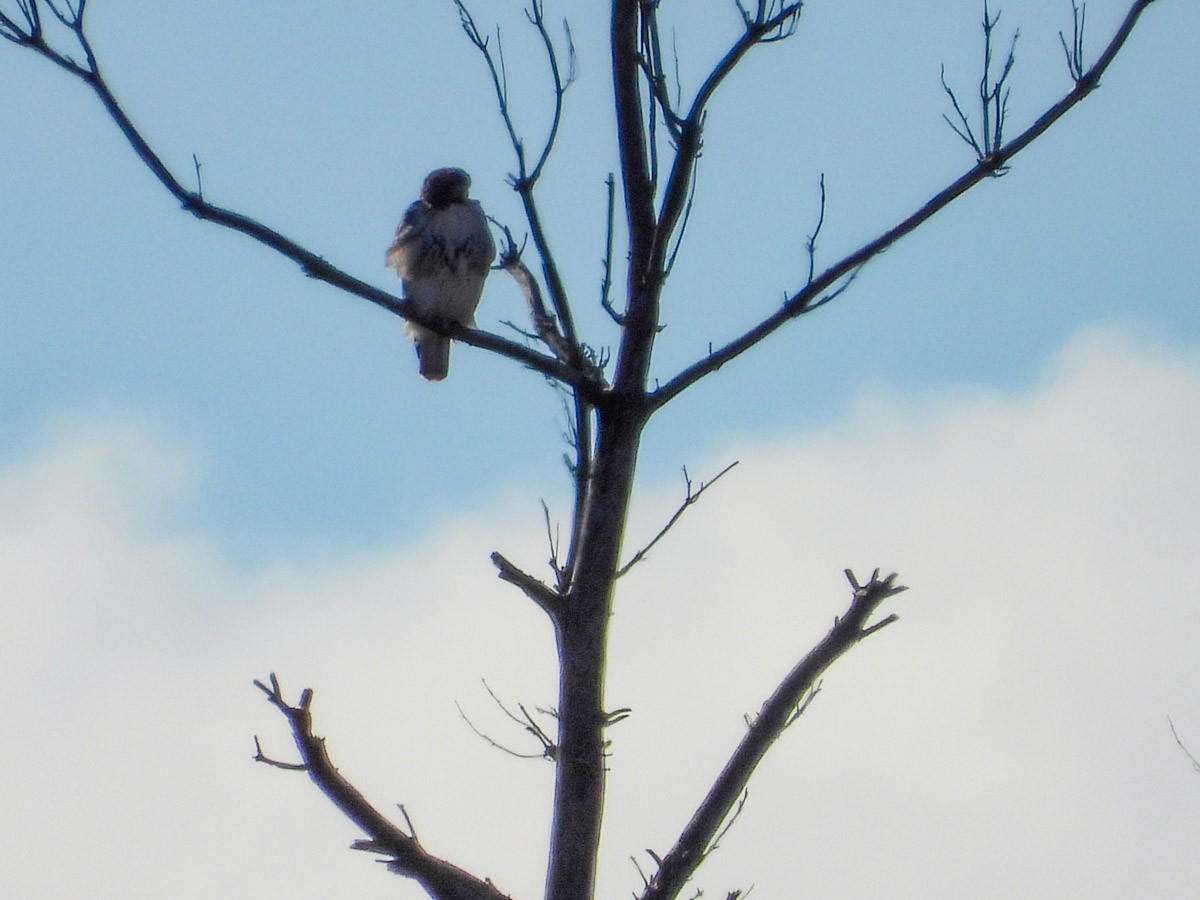 Poiana codarossa - ML645301776