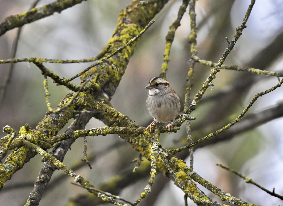 White-throated Sparrow - ML645301780