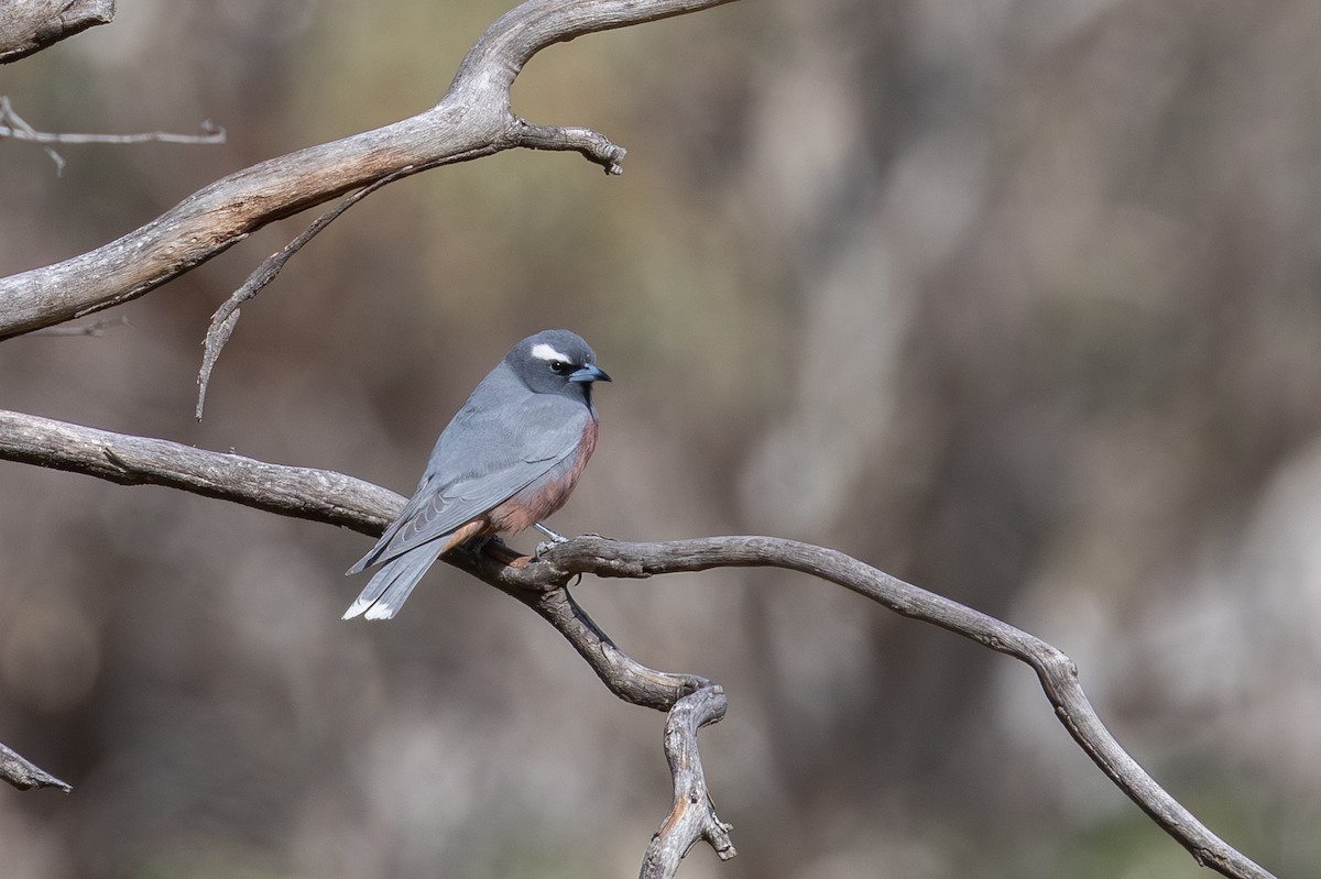 マミジロモリツバメ - ML645301782