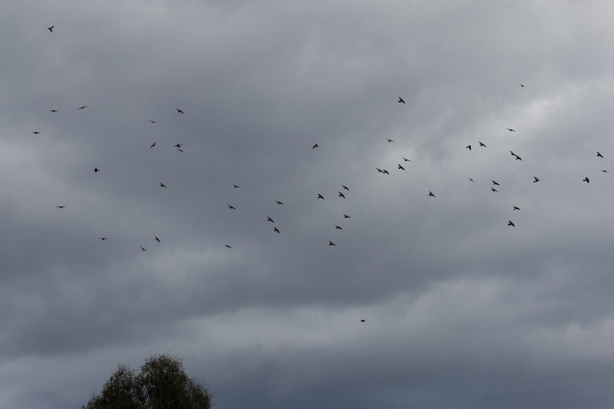 マミジロモリツバメ - ML645301783