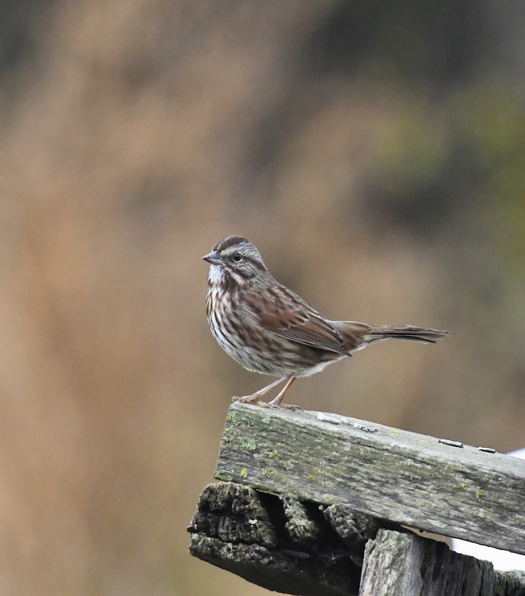 Song Sparrow - ML645301790