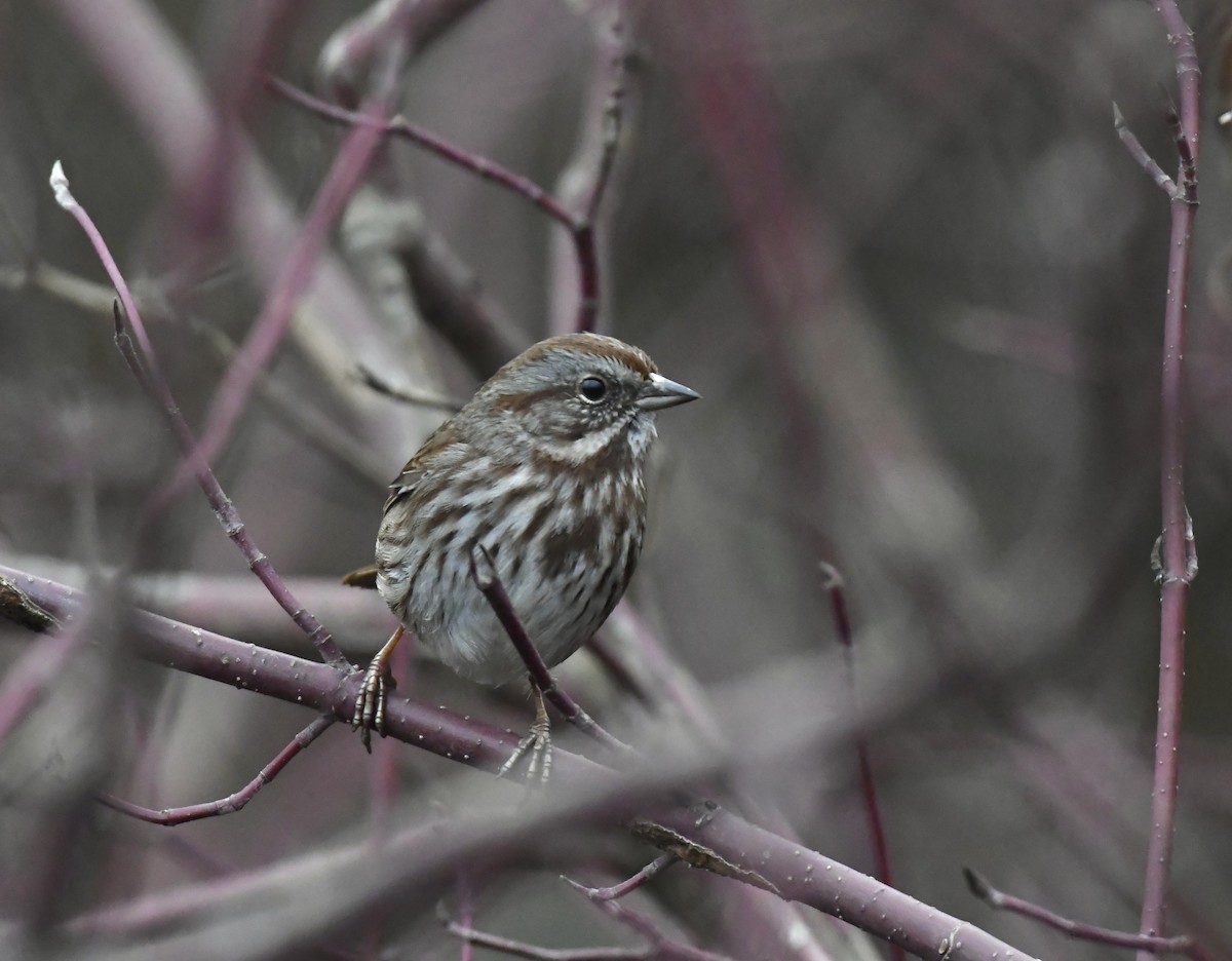 Song Sparrow - ML645301804