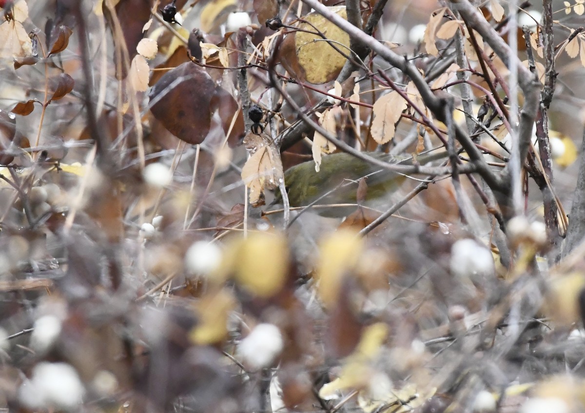 Orange-crowned Warbler (lutescens) - ML645301814