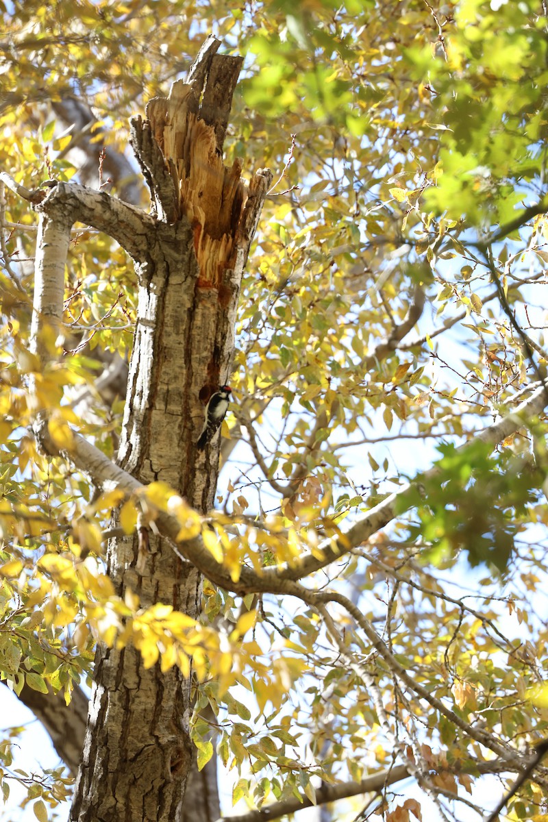 セジロコゲラ - ML645301853