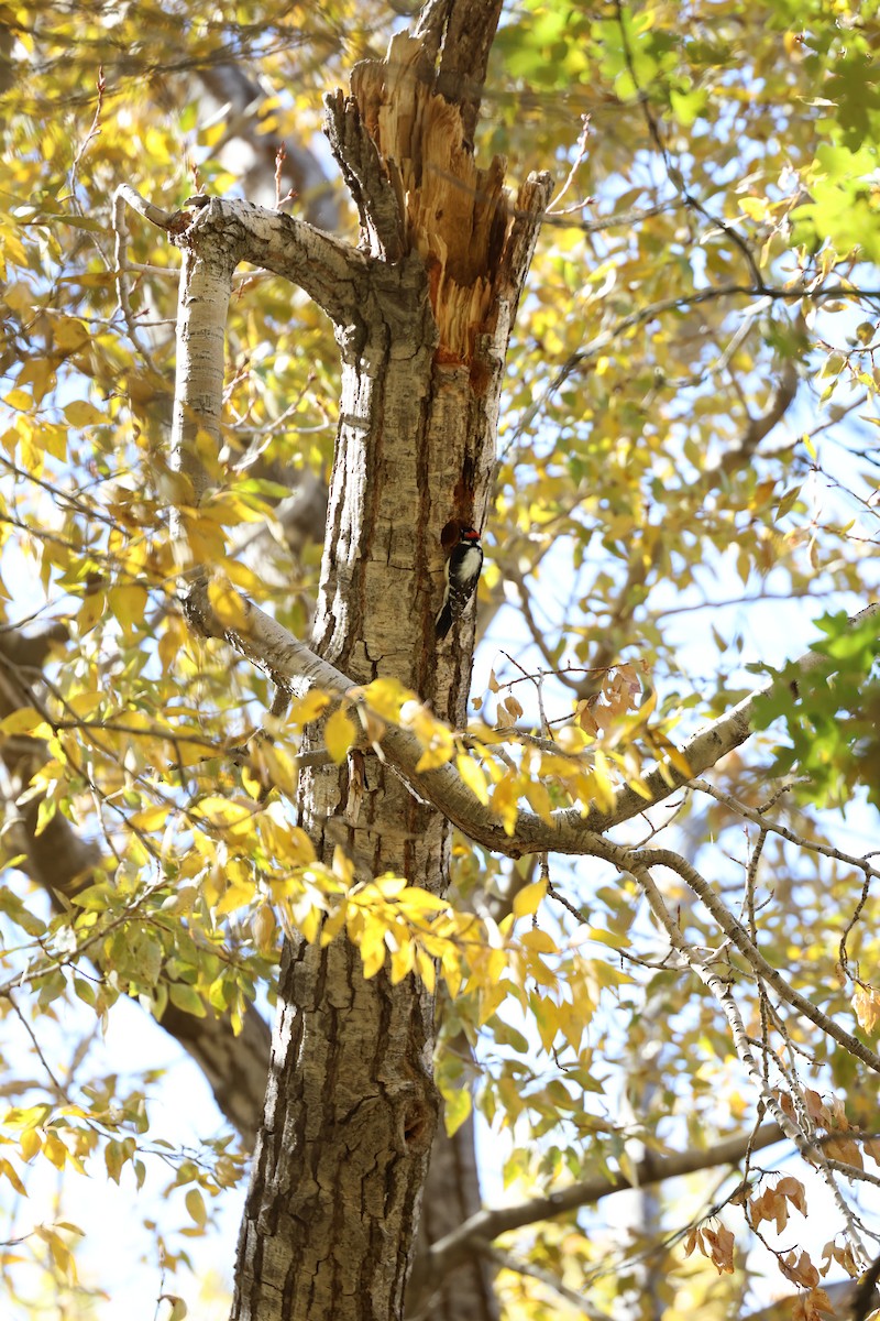 セジロコゲラ - ML645301862