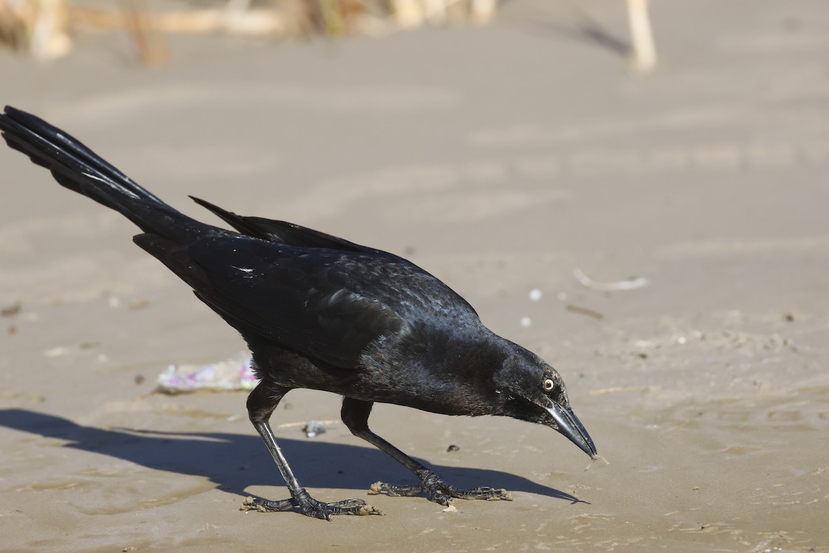 Great-tailed Grackle - ML645301863