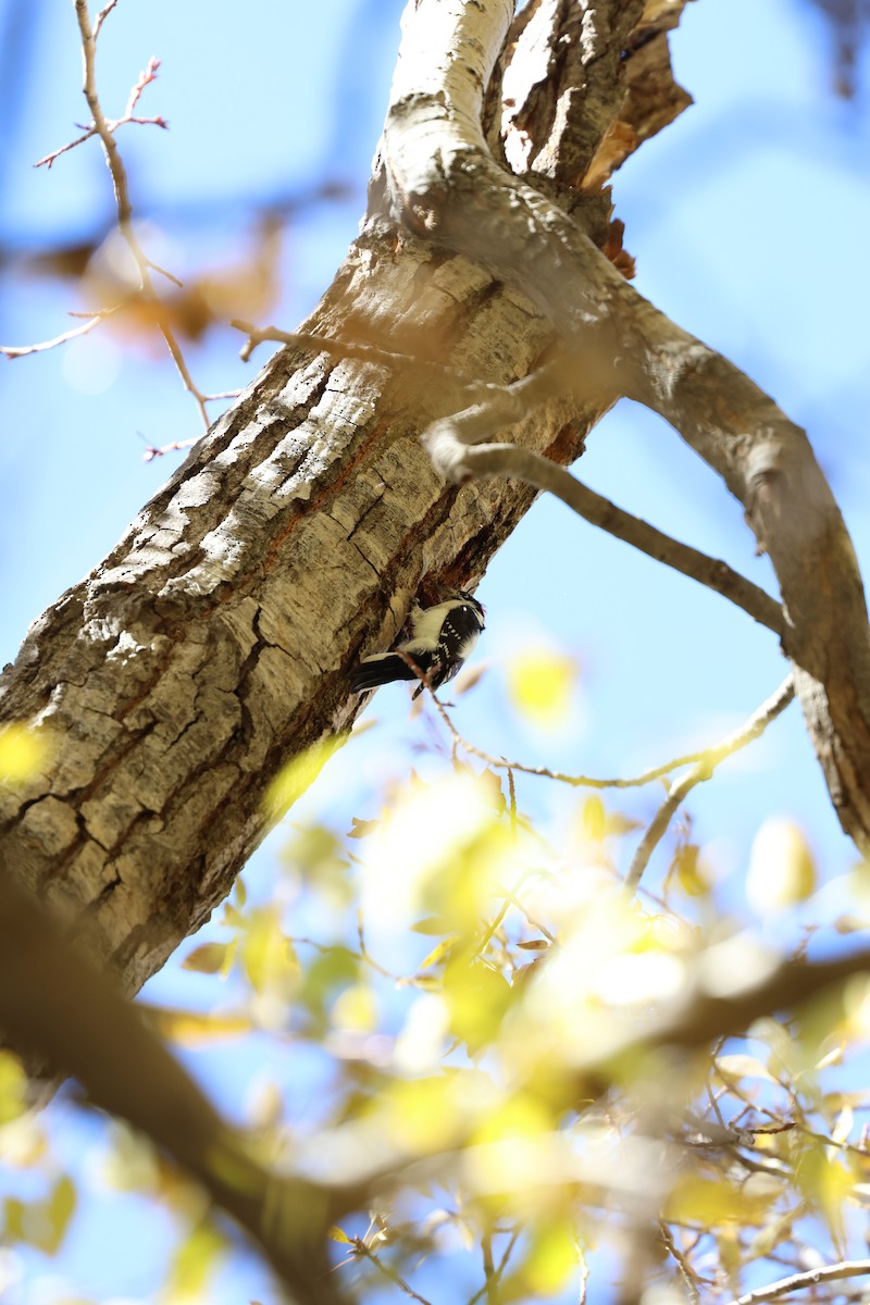 セジロコゲラ - ML645301869