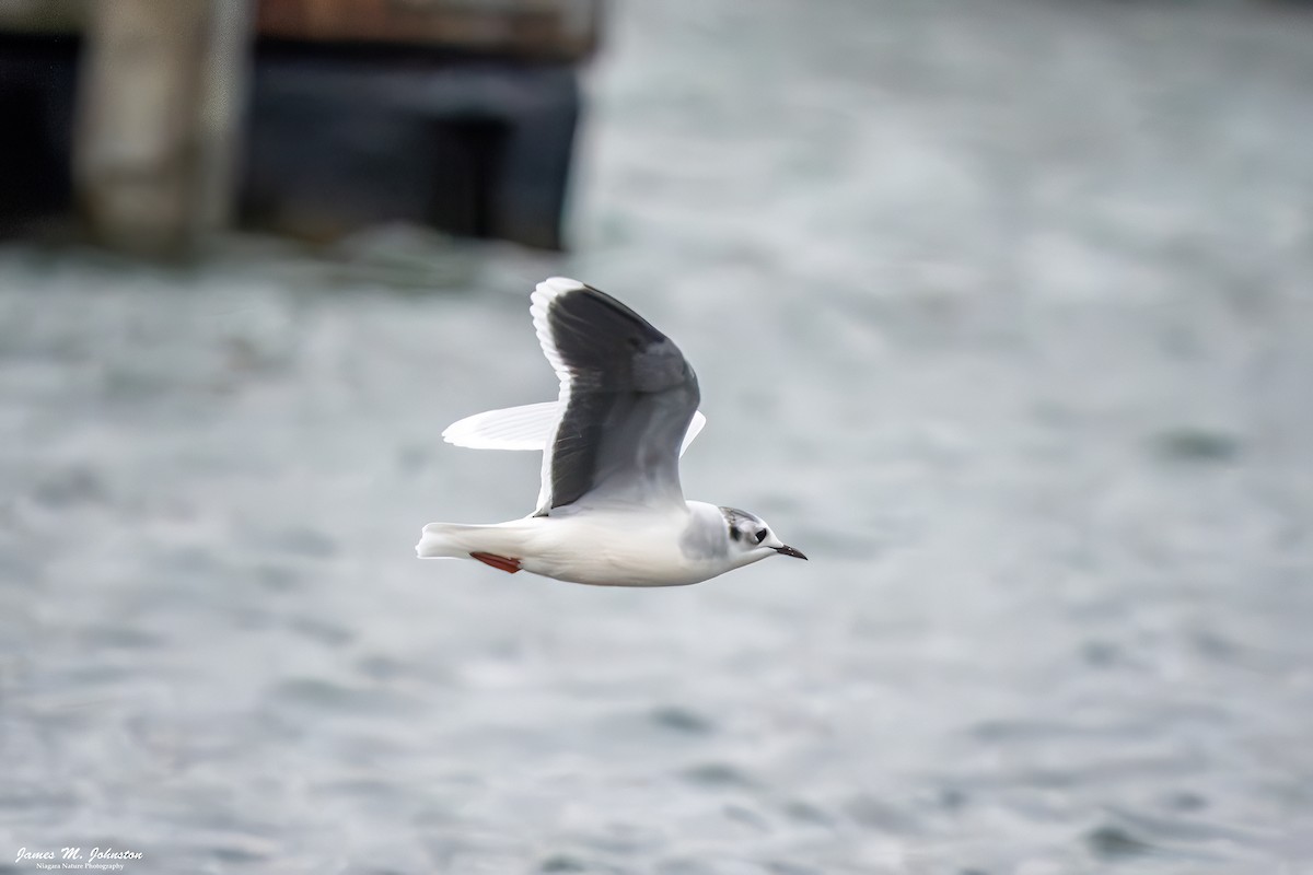 Little Gull - ML645301870