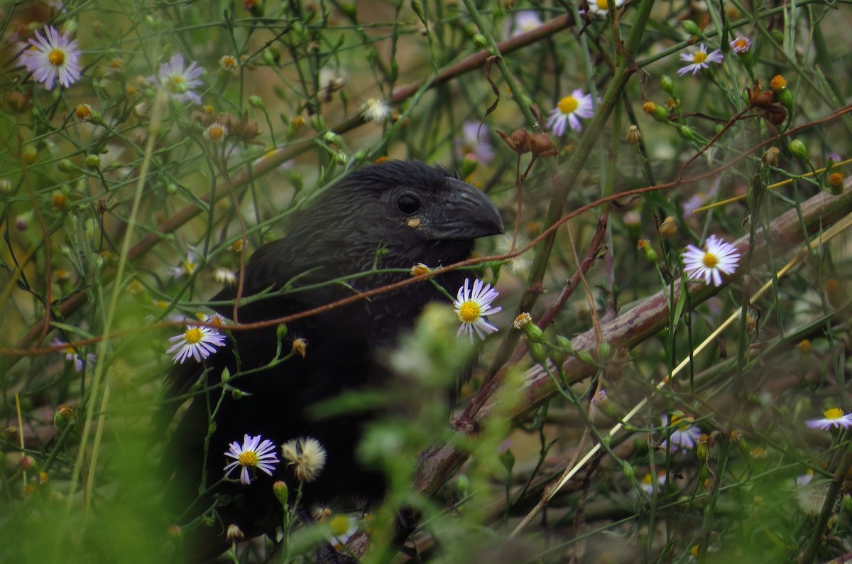 Groove-billed Ani - ML645301878
