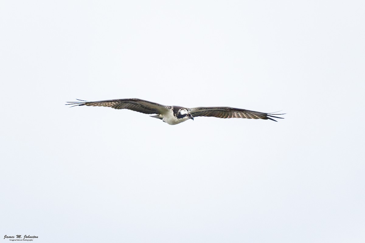 Osprey - ML645301886