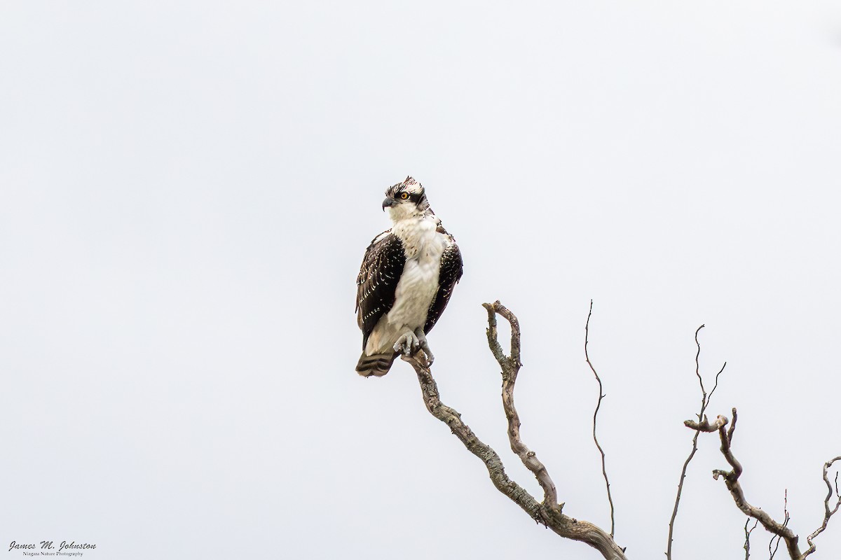 Osprey - ML645301887