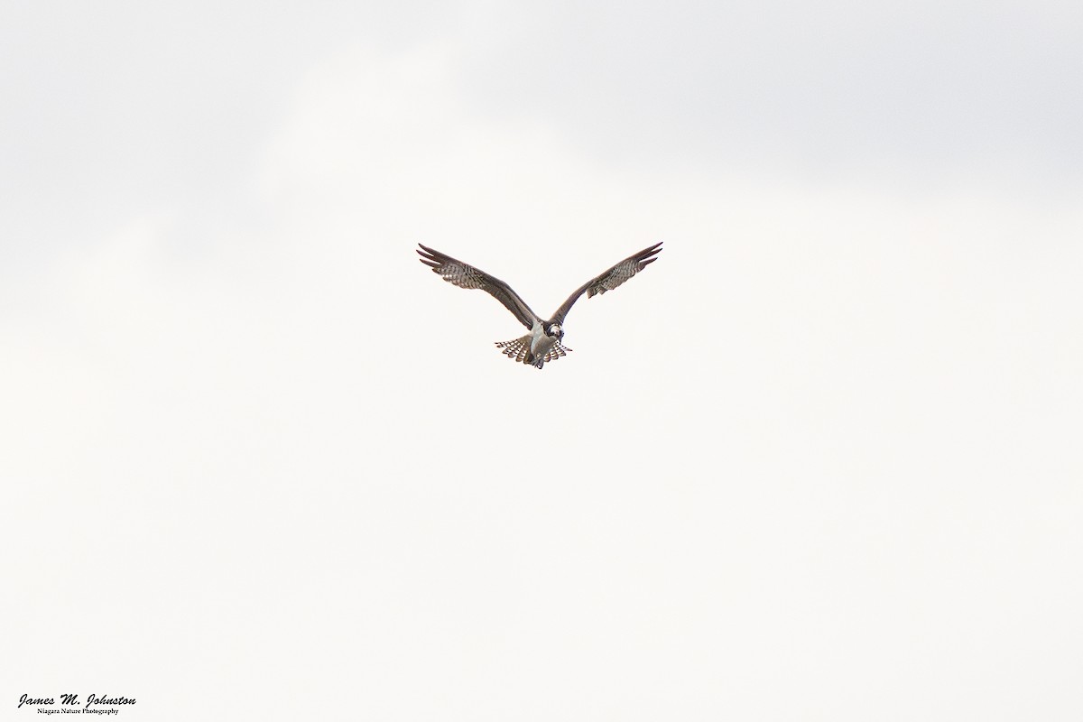 Osprey - ML645301888