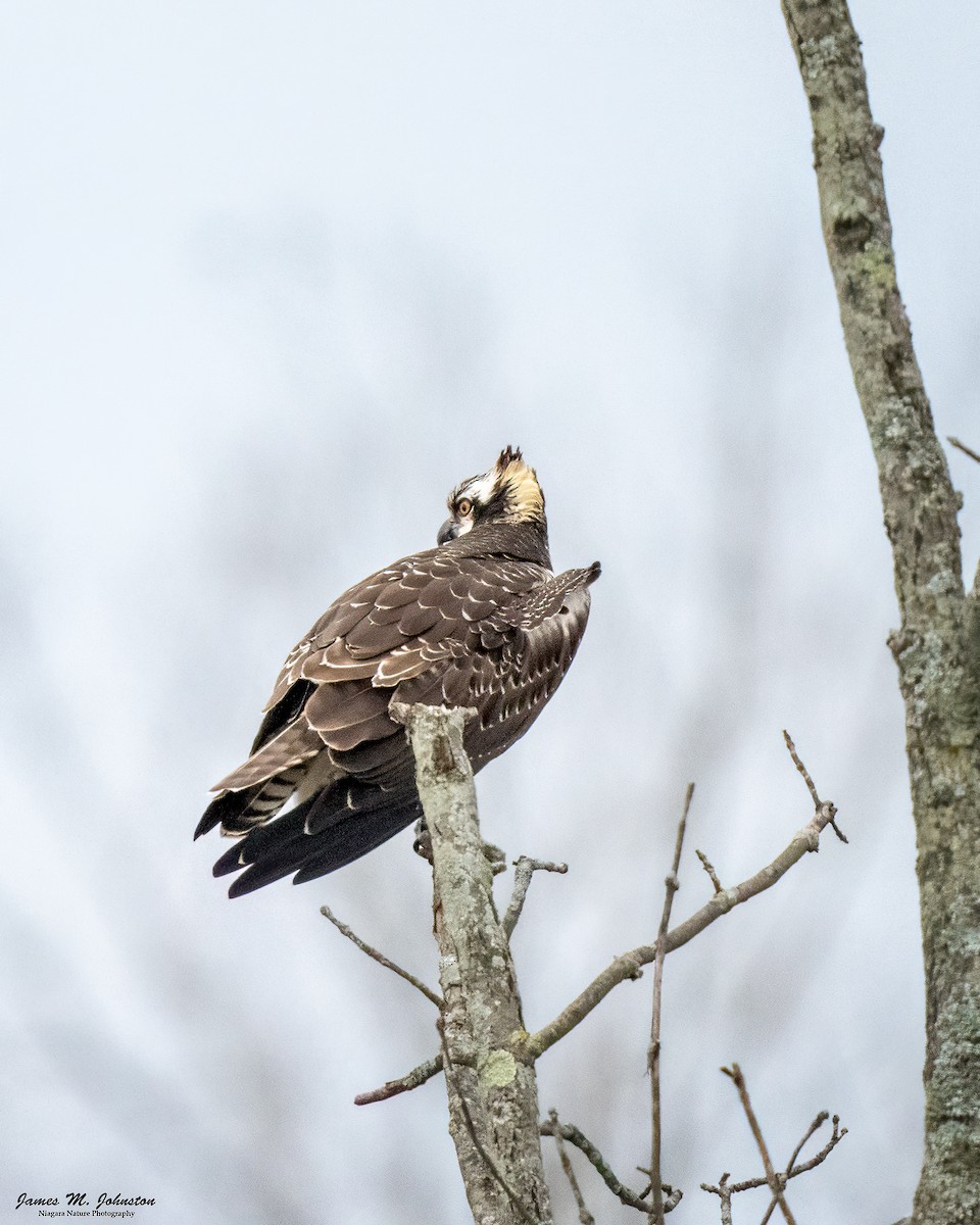 Osprey - ML645301889