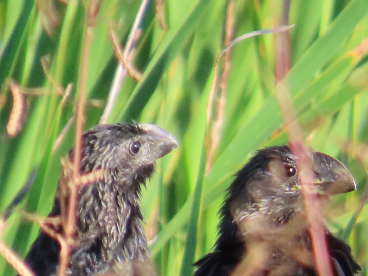 Smooth-billed Ani - ML645301890