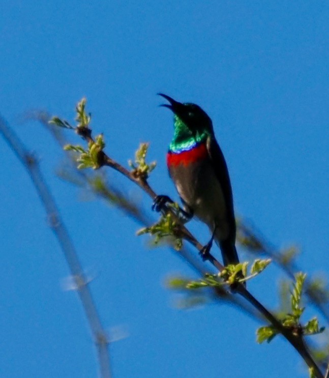 Güneyli Çift Kuşaklı Nektarkuşu - ML645301898