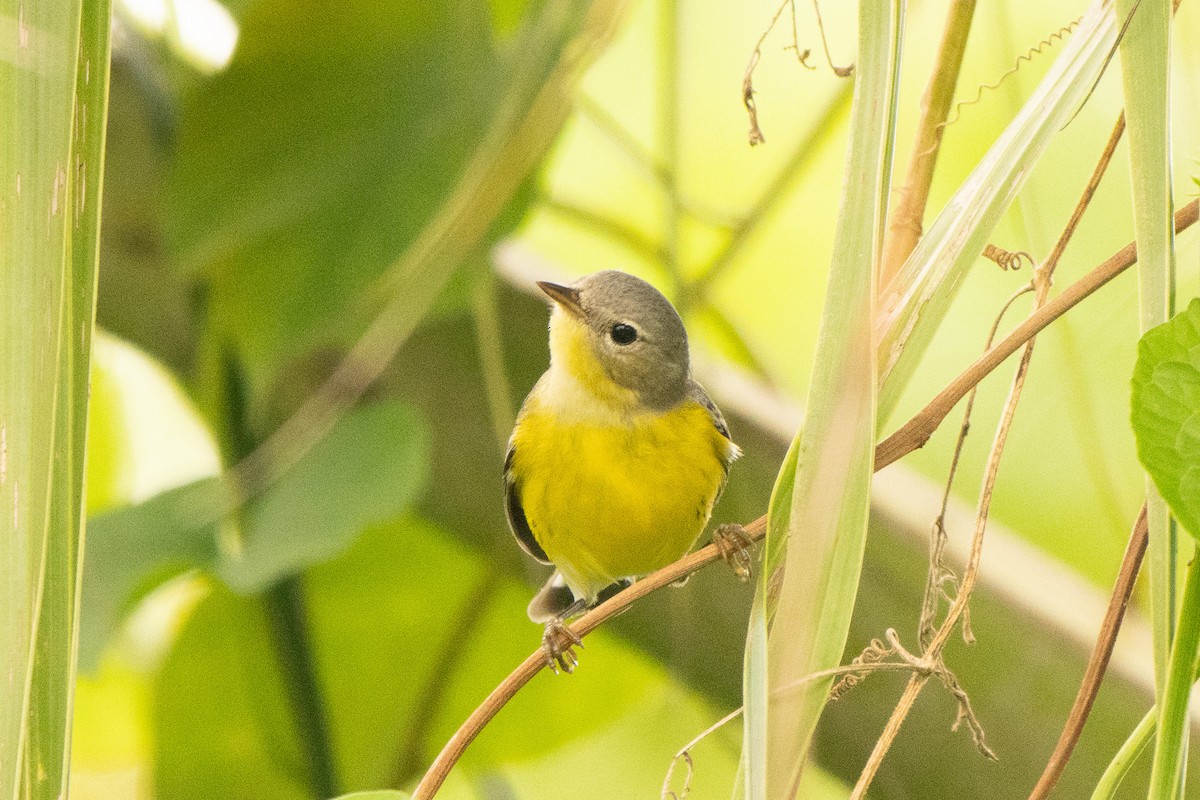Magnolia Warbler - ML645301902