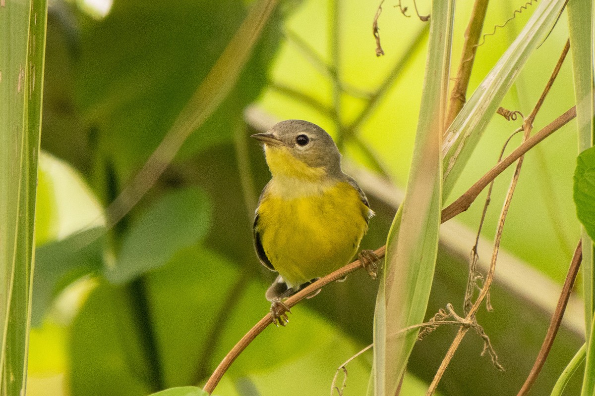 Magnolia Warbler - ML645301903