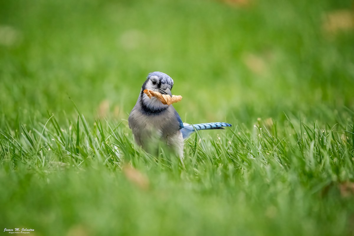 Blue Jay - ML645301904