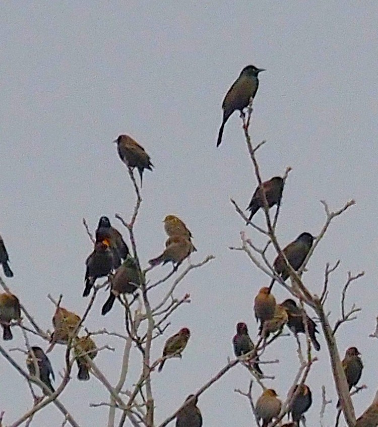 Common Grackle - ML645301906