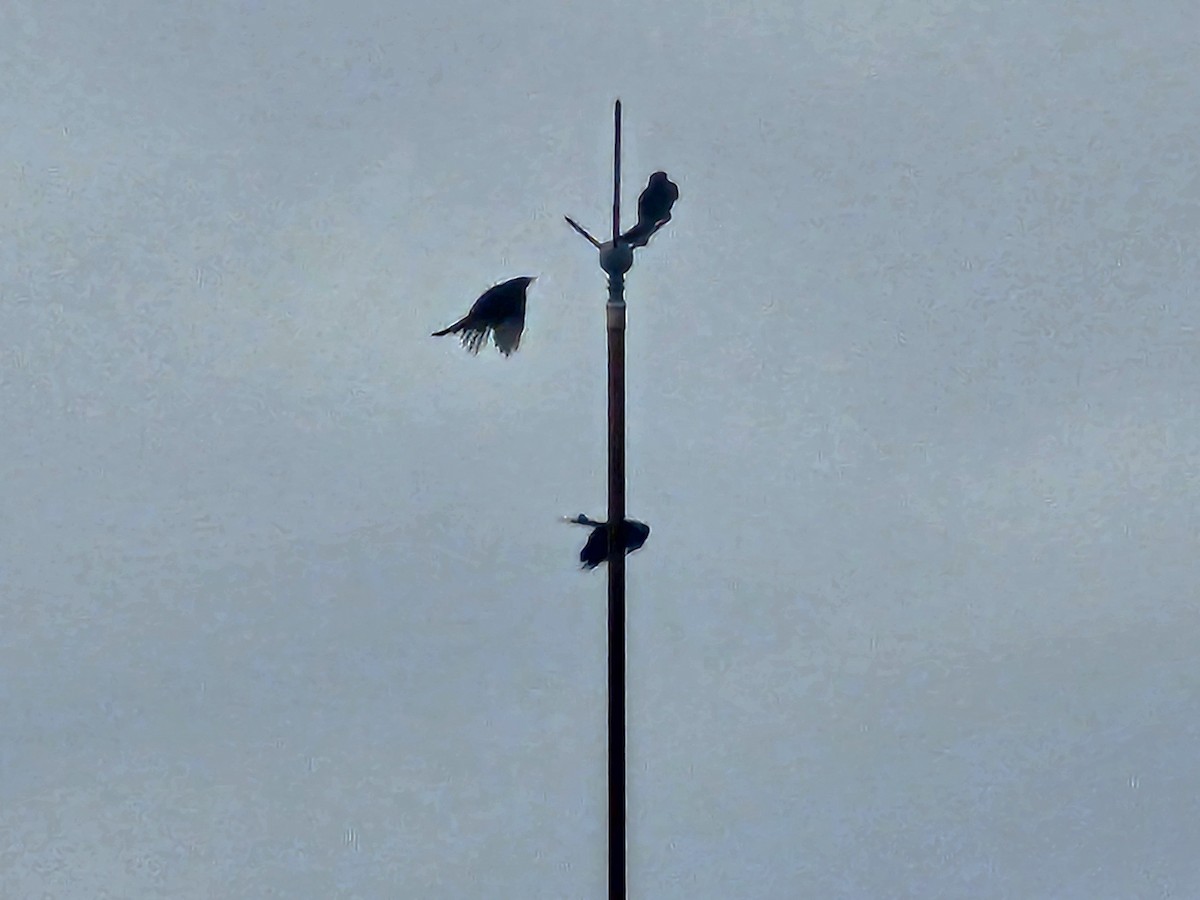 Black Drongo - ML645301910