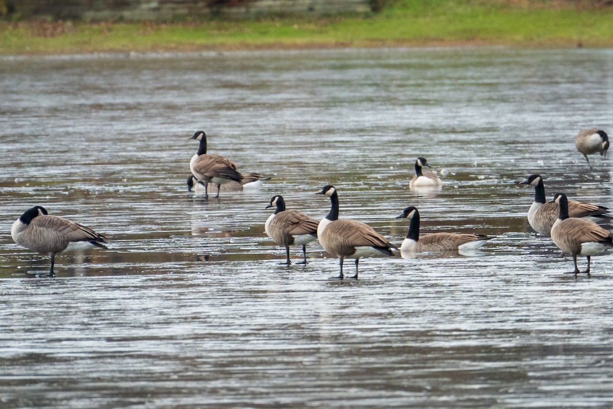 Barnacla Canadiense Grande - ML645301926