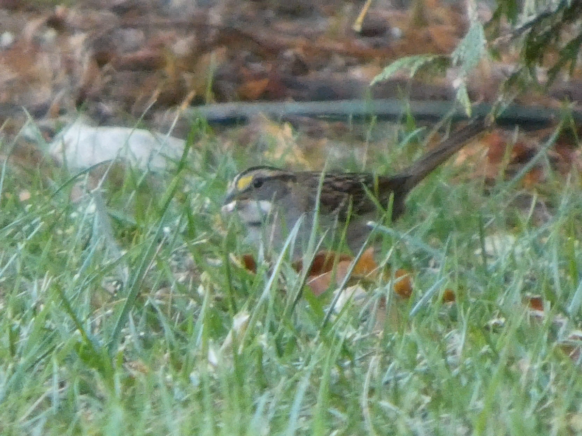 White-throated Sparrow - ML645301927