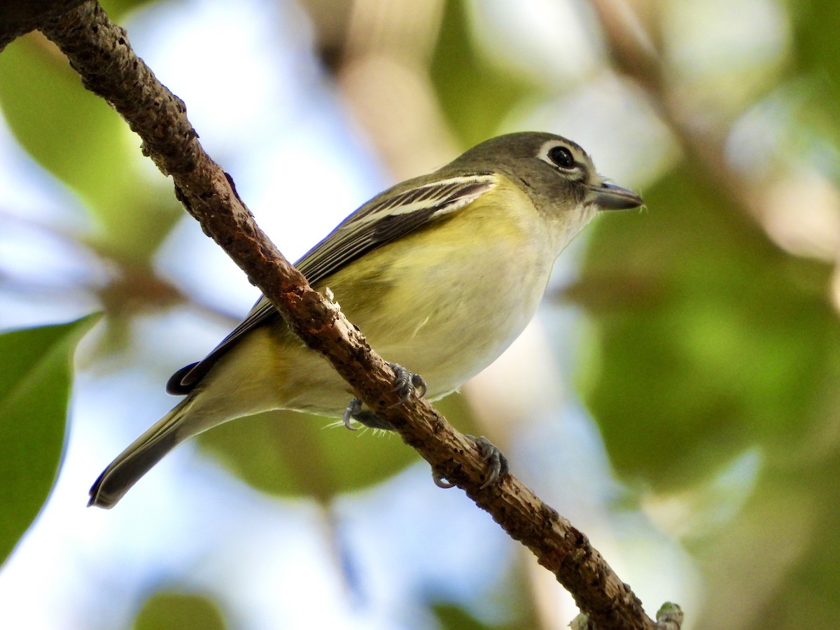 eremittvireo - ML645301928