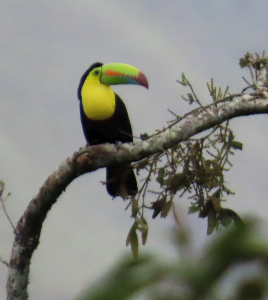 Радужный тукан - ML645301939