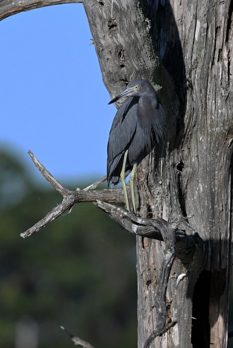 Little Blue Heron - ML645301941