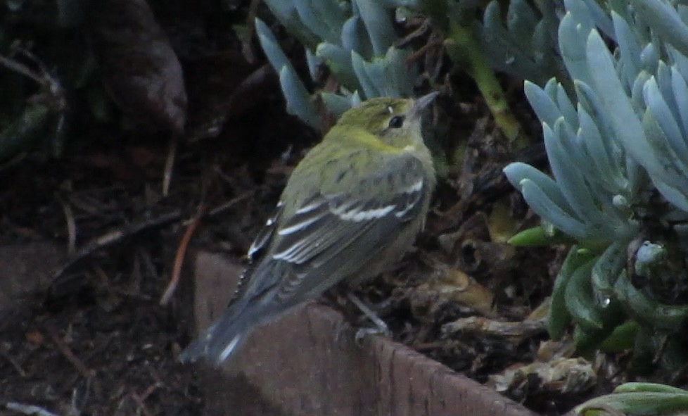 Bay-breasted Warbler - ML645301951