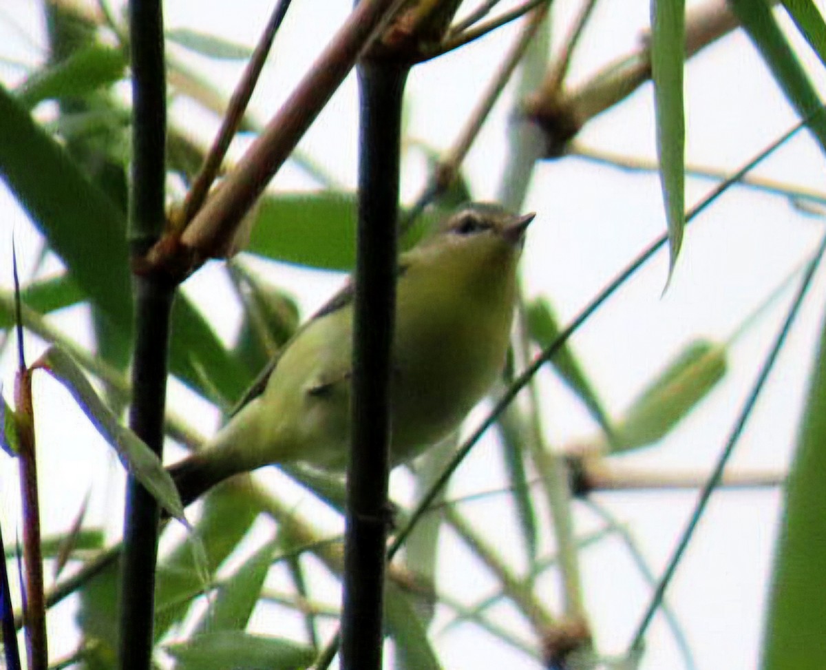 Bireo filadelfiarra - ML645301953